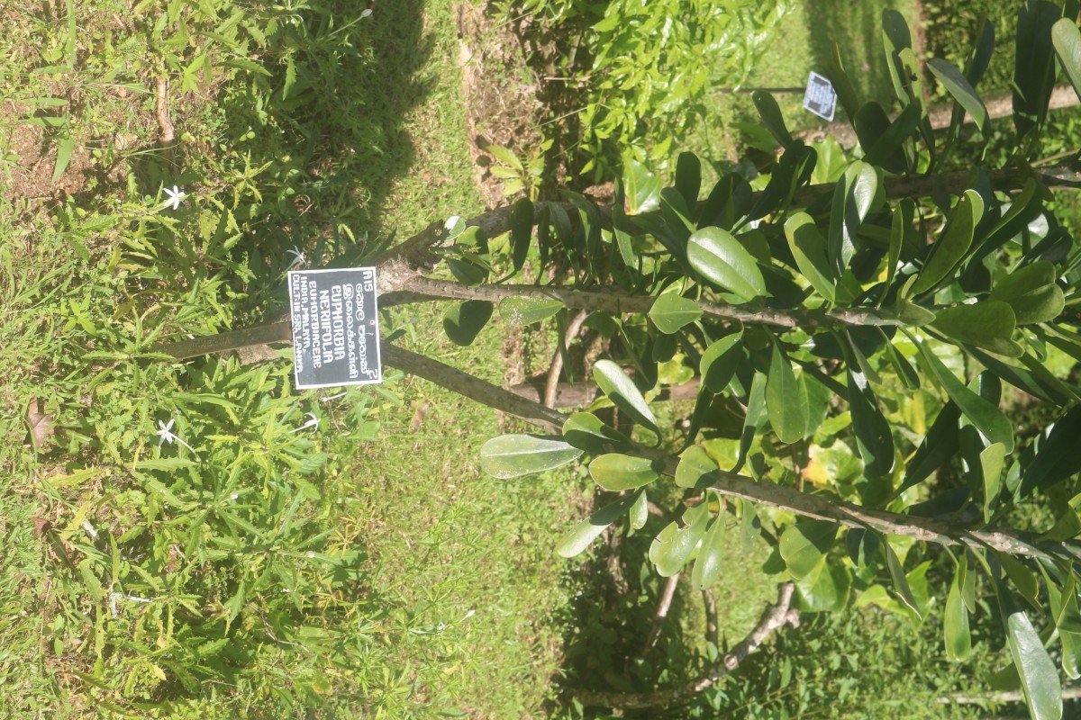 Euphorbia neriifolia L.